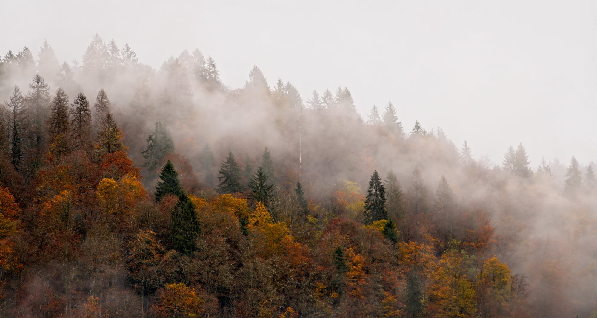 forêt en automne David Casartelli Photographie