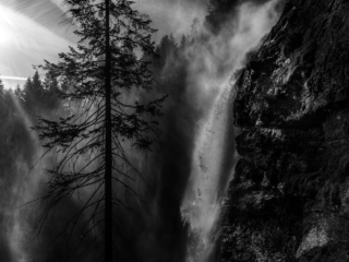 Reine des Alpes - Arbre Photo Reine de Alpes - Arbre Limited Edition David Casartelli