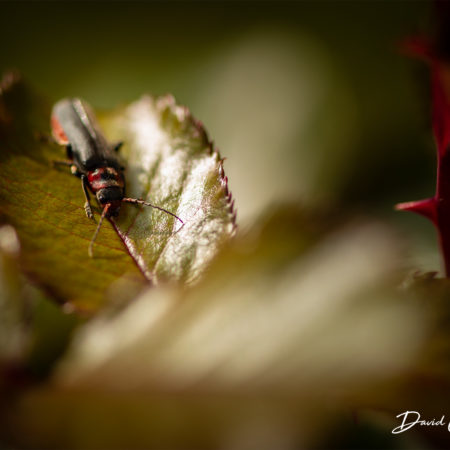 soldat photo david casartelli